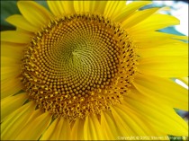 zoom-sunflower.jpg